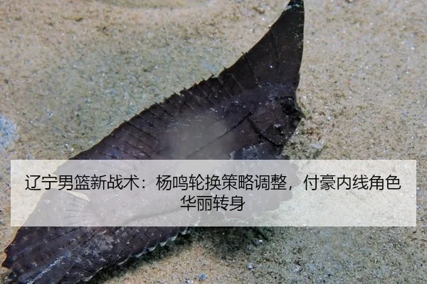 liao-ning-nan-lan-xin-zhan-shu-yang-ming-lun-huan-ce-lve-tiao-zheng-fu-hao-nei-xian-jue-se-hua-li-zhuan-shen-3-494.jpg
